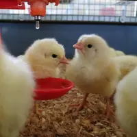 La goutte d’eau sur le pointeau incite le poussin à venir boire et à s’habituer à la pipette