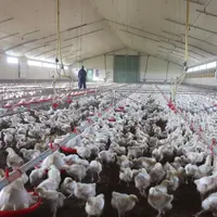 Pendant ses 15 premiers jours de vie, le poussin a du mal à tirer profit de la vitamine D3 qu'il ingère sous forme de cholécalciférol