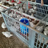 675 poulets mâles Ross 308, répartis dans 45 cases au sol de bâtiments à risque, ont été suivis par Innozh jusqu’à 35 jours (poids, GMQ, boiteries, sa