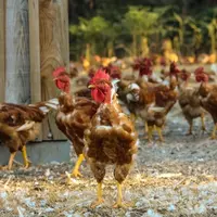 La filière poulet de Maïsadour mise sur du soja local