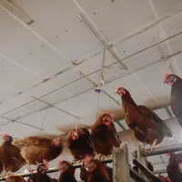 Les deux caméras installées au-dessus de la zone dortoir filmaient les poules endormies pour détecter les comportements de gra