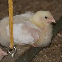 Jeune poulet sur un perchoir dans un poulailler