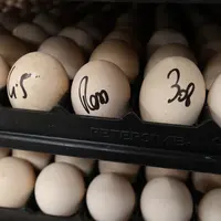 Les couvoirs appliquent des règles de biosécurité qui minimisent les risques de transmission de germes aux poussins commerciau