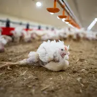 Préoccupation sanitaire mondiale des éleveurs utilisant des souches à croissance rapide, les boiteries à E.cecorum font le bon
