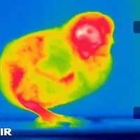 Visualisation des pertes énergétiques d'un poussin.Chauffer longtemps au delà des 32 ° C les premiers jours peut être néf