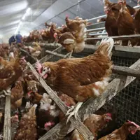 Chez Patricia Bouchet, c'est le troisième lot consécutif en Novo Color, apprécié pour ses capacités d'adaptation.</e
