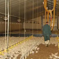 biodevas Olivier Rousseau qualité de l'eau poulets éleveur surveillance travail