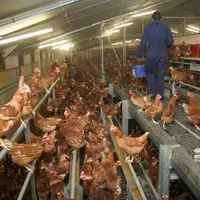 Le travail en volière nécessite des compétences spécifiques, d’ordre animalière, technique mais aussi mécaniques pour les répa