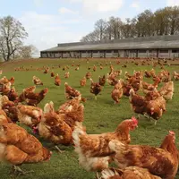 Les poules démarrant plus tard la ponte avaient un poids inférieur de 50 g à 20 semaines par rapport à celles de la catégorie