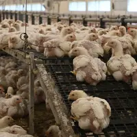 Le bloc à picorer stimule les comportements d’exploration des poulets