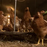 Il faut viser 80% d'homogénéité des poids des poulettes sur toute la croissance.