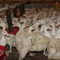 canard de barbarie dans un bâtiment canardier (femelles devant les mangeoires d'alimentation)