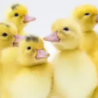 caneton d'un jour de souche mulard du sélectionneur Orvia pour la production de foie gras