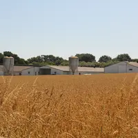 référent crédit agricole éleveur poulettes  blanches paysage