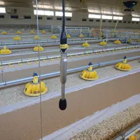 Le projet Acoust’Chick 2.0 vise à construire une base de sons signant un état émotionnel ou physiologique des poulets et poule