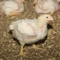 La maîtrise des pododermatites en poulet lourd sexé nécessite l'emploi de matériaux de litière plus coûteux que la paille