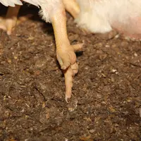 coussinet plantaire d'un poulet lourd sexé