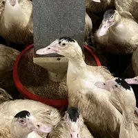 Le phénomène de picage était limité à certaines cases de 40 animaux, d’autres étant complètement indemnes de picage.