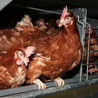 poules pondeuses en cages Meller tapis grattage