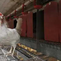 Poule pondeuse blanche dans une volière aux Pays Bas.