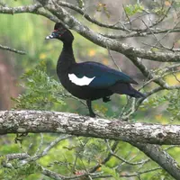 L’ancêtre du canard de Barbarie, le canard Musqué, aime se percher dans les arbres.