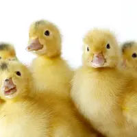 En canard, la détermination très précoce du sexe est possible, à condition d’utiliser une souche autosexable à l’œil.