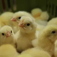 Itavi Inrae couvoir poulets fortes chaleurs