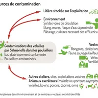 Graphique = Une multitude de sources de contaminationLes salmonelles peuvent persister longtemps dans l’environnement et de no