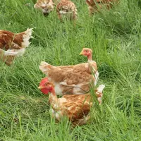 poulet label rouge noir parcours