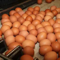 oeufs bruns de poules pondeuses sur l'emballeuse dans un élevage