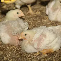 poulet lourd jeune sur litière de copeau
