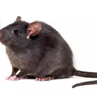 rongeur rat noir