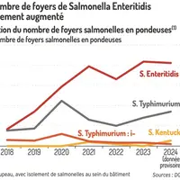 Graphique = Le nombre de foyers de Salmonella Enteritidis a fortement augmentéÉvolution du nombre de foyers salmonelles en pon