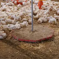 <em class="placeholder">Le peson se révèle davantage utile pour suivre la courbe de poids des poulets de chair.</em>