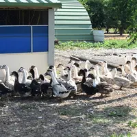 Après un retour à la normale en 2024, le niveau de production de foie gras sera "plutôt stable en 2025», annonce Marie-Pi