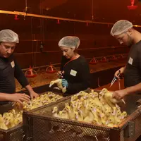 L'accompagnement par l'Etat de  la prochaine campagne de vaccination des canards contre l'IAHP pourrait passer