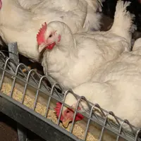 élevage reproducteurs poules coq ross 308 souche lourde Zoé Prual Jean-Pierre Gallais Couvéo