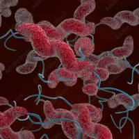 Bactérie campylobacter, une menace alimentaire
