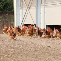 Les volailles fermières Label rouge représentent 13% des volailles françaises produites. Une proportion stable depuis 2023.</e