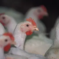 tête de poulet standard