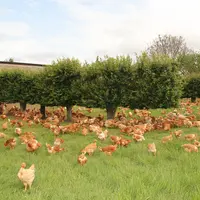 poulet label rouge sur un parcours avec des haies