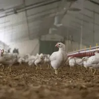 volailles dans un bâtiment