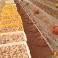 Les poussins sont démarrés à une densité de 50 têtes par mètre carré. La densité baisse ensuite à 10 à 13 volailles.