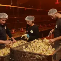 Trois personnes procédant à la vaccination de canetons