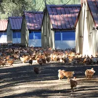 Cabanes landaises - poulets en totale liberté