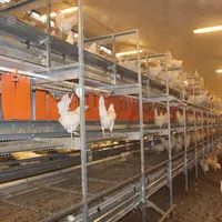 <em class="placeholder">Les poules blanches s’habituent vite à la volière.</em>