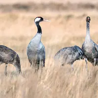 Particulièrement touchées par l’influenza aviaire, les grues cendrées ont une période de migration plus précoce, expliquant le