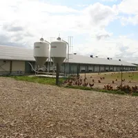 bâtiment poule pondeuse Cocorette