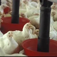 poulet en élevage - brève LDC