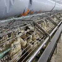 Lors de l'engraissement des canards, les postures répétées au quotidien peuvent entraîner des douleurs à court ou long te